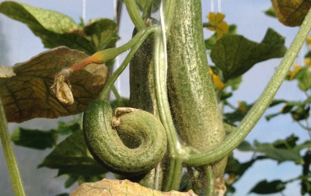 Distortion of cucumber fruit as a result of thrips feeding during early fruit development. Note the thick ‘webbing’ caused by another pest, two spotted spider mite. (Photo: Angelica Cameron)