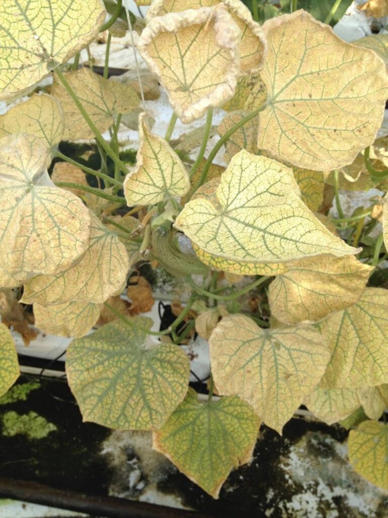 Severe two-spotted spider mite damage in cucumber crop. (Photo: Angelica Cameron)