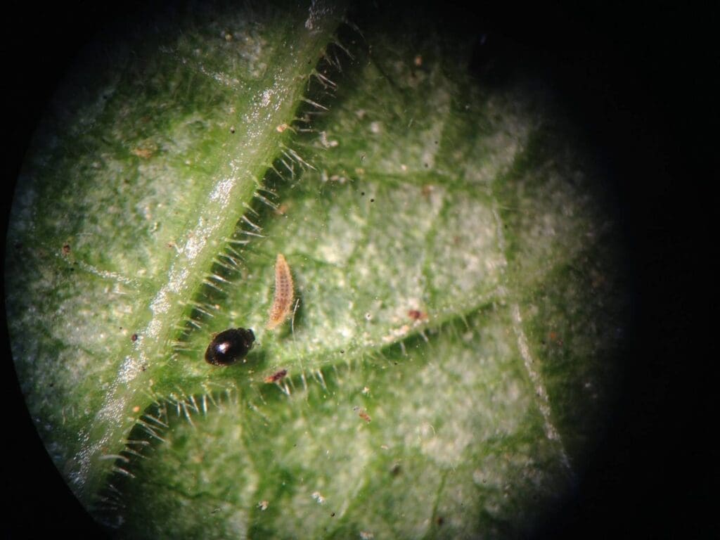 Predators of spider mites: Stethorus ladybird beetle and larva. (Photo: Angelica Cameron, Bugs for Bugs)