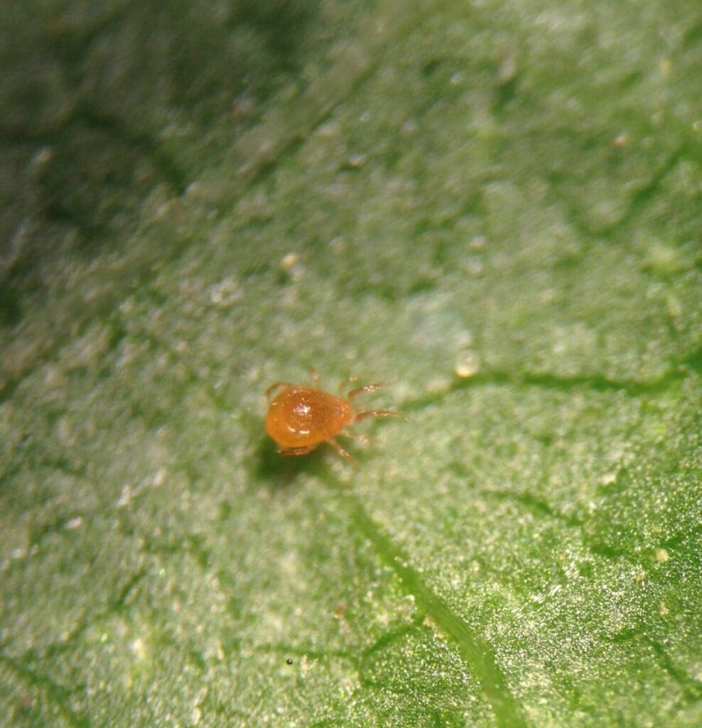 Persimilis preparing to eat two-spotted spider mite egg. (Photo: Angelica Cameron, Bugs for Bugs)