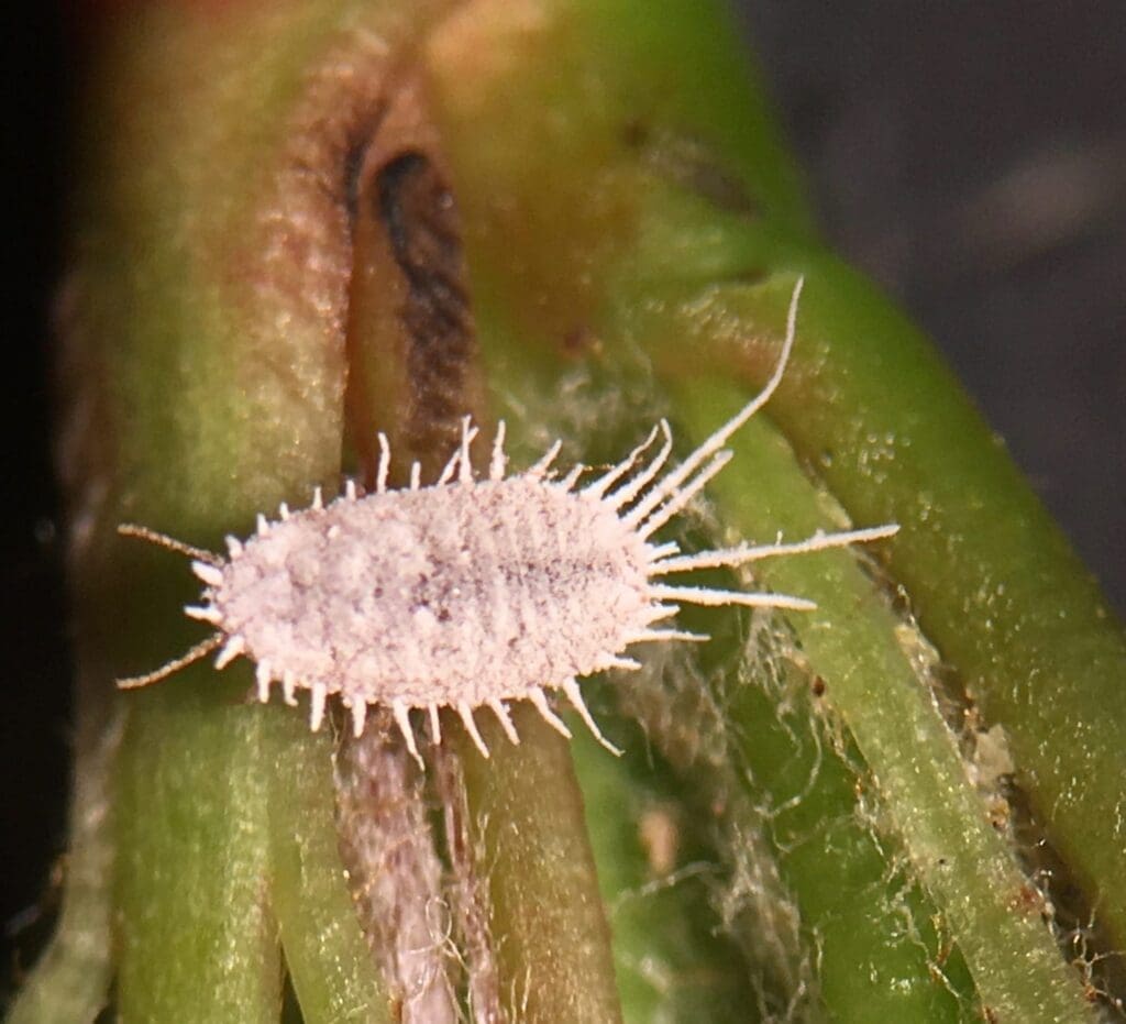 Longtailed mealybug (Photo: Angelica Cameron, Bugs for Bugs)