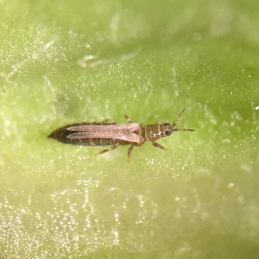 Adult onion thrips (Photo: Angelica Cameron, Bugs for Bugs)