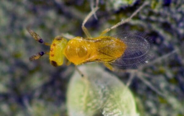 Eretmocerus hayati adult male wasp