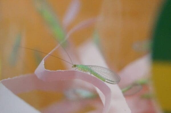 Lacewing larva impaling an aphid (Photo: Denis Crawford - Graphic Science)