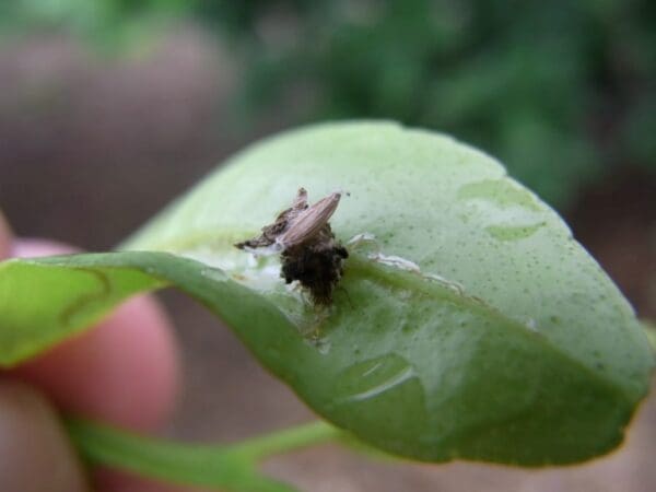 Lacewing larva well disguised under remnants from mealybug feeding