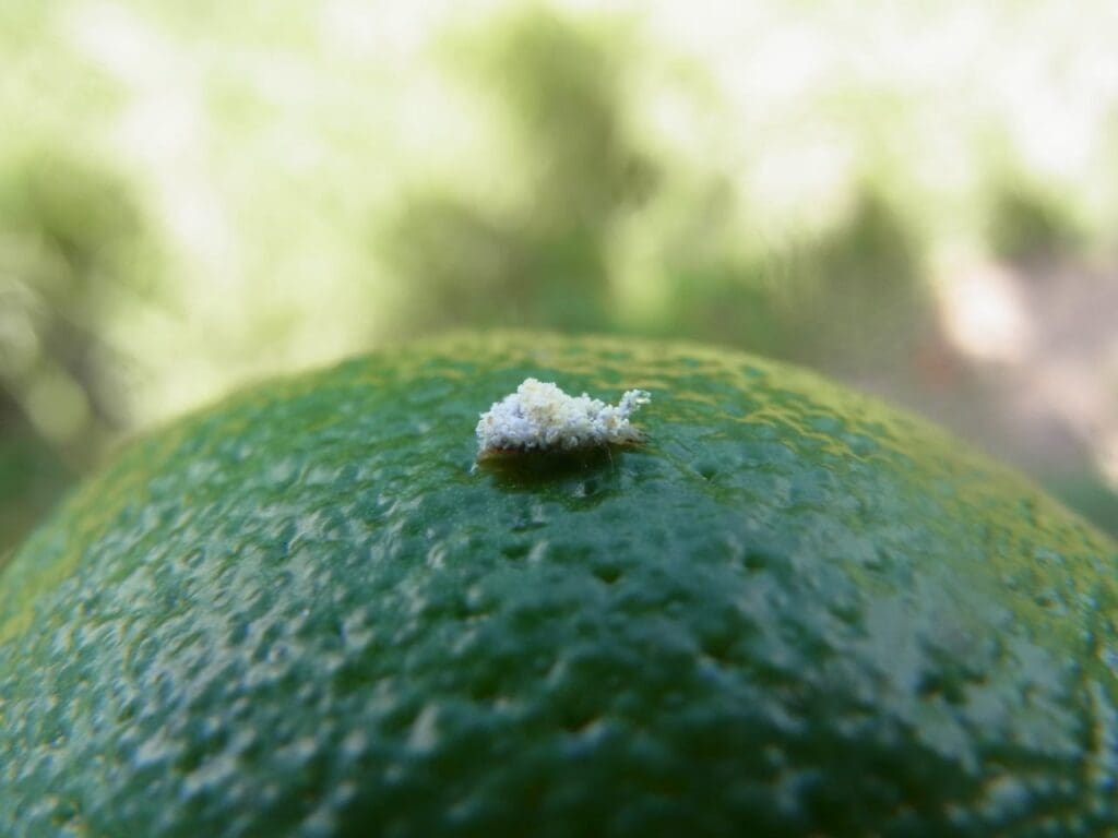 Lacewing eggs laid on the underside of a citrus leaf. The stalks are to protect the eggs from ants and other predators.