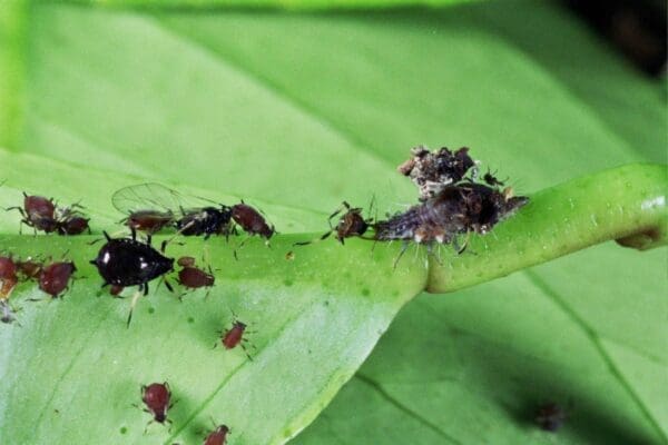 Young lacewing larvae emerging from release box (photo Dan Papacek)