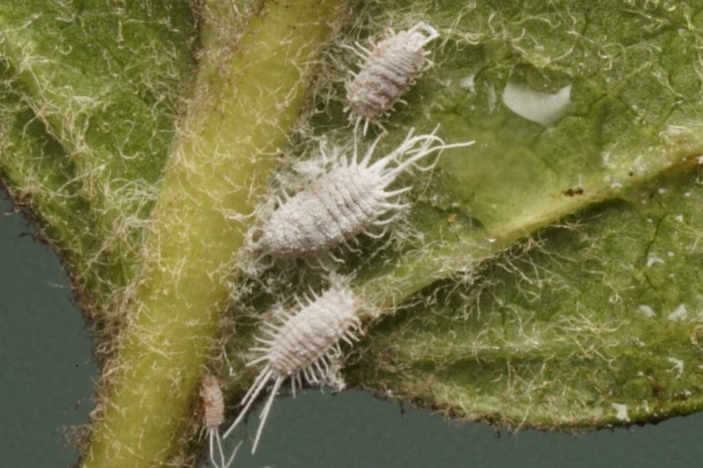 Longtailed mealybug on grape leaf (Photo: Dan Papacek, Bugs for Bugs)