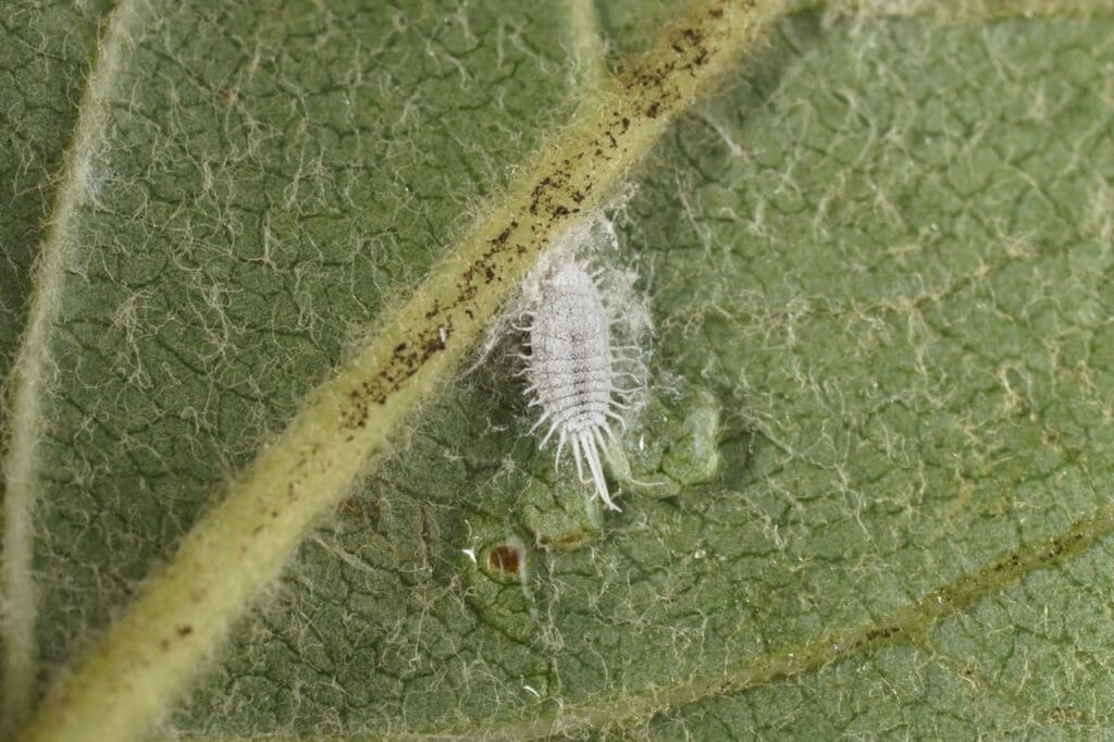 Long tailed mealybug in grapevine (Photo: Dan Papacek)