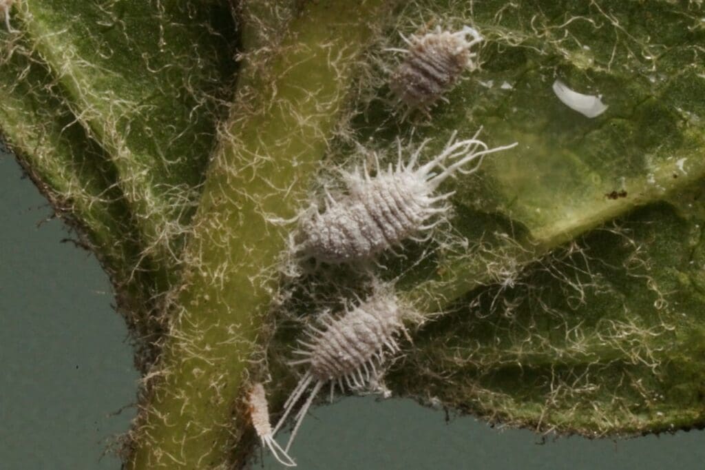 Long tailed mealybug on grapevine