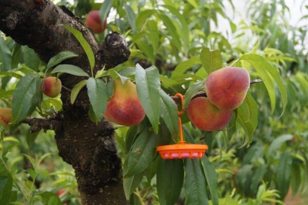 Plastic MAT cup suspended in stonefruit tree