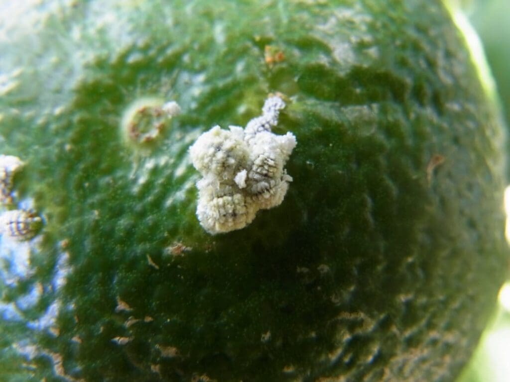 Mealybug (Nippaecoccus viridis) on citrus fruit (Photo: Dan Papacek)