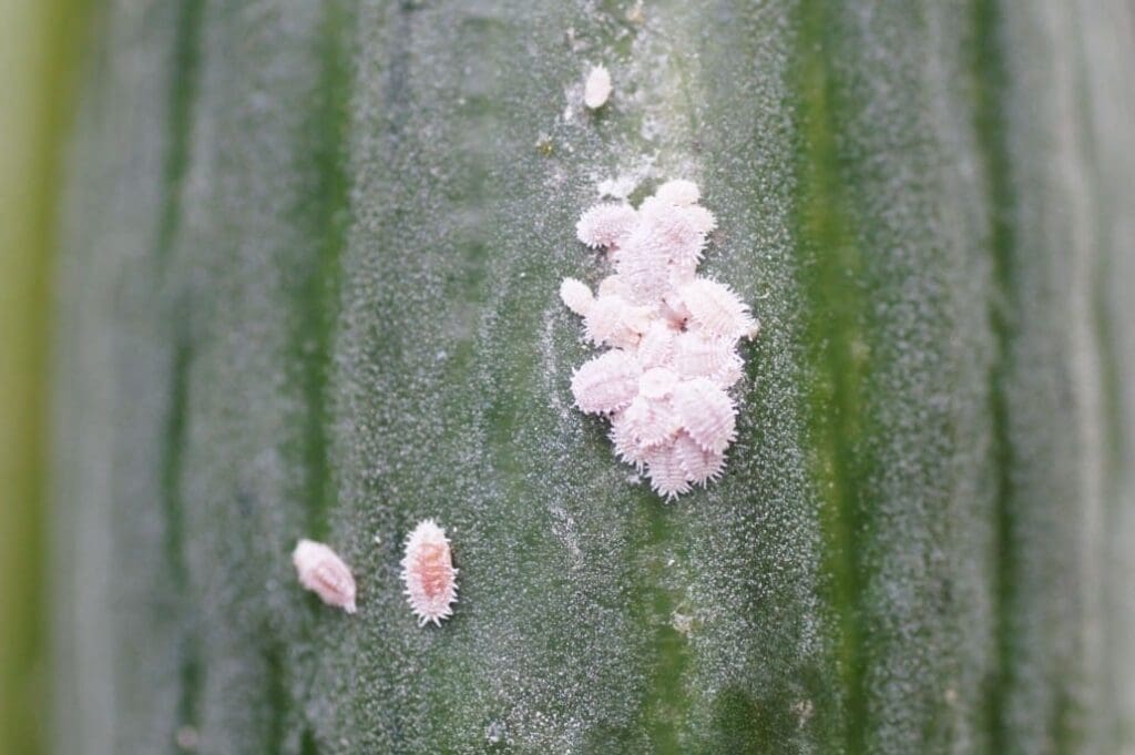 Mealybugs on cucumber (photo: Dan Papacek, Bugs for Bugs)