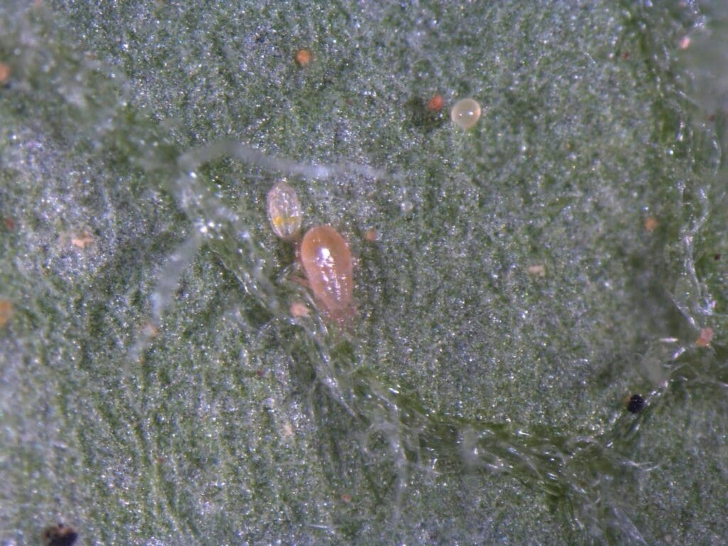 Montdorensis predatory mite and whitefly pupa (Photo: Andrew Manners, QDAFF)