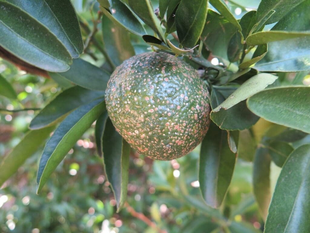 Red scale on citrus (Photo: Dan Papacek, Bugs for Bugs)