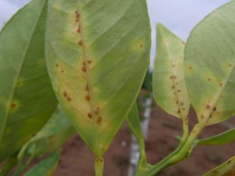 What Are Scale Insects? | Bugs for Bugs