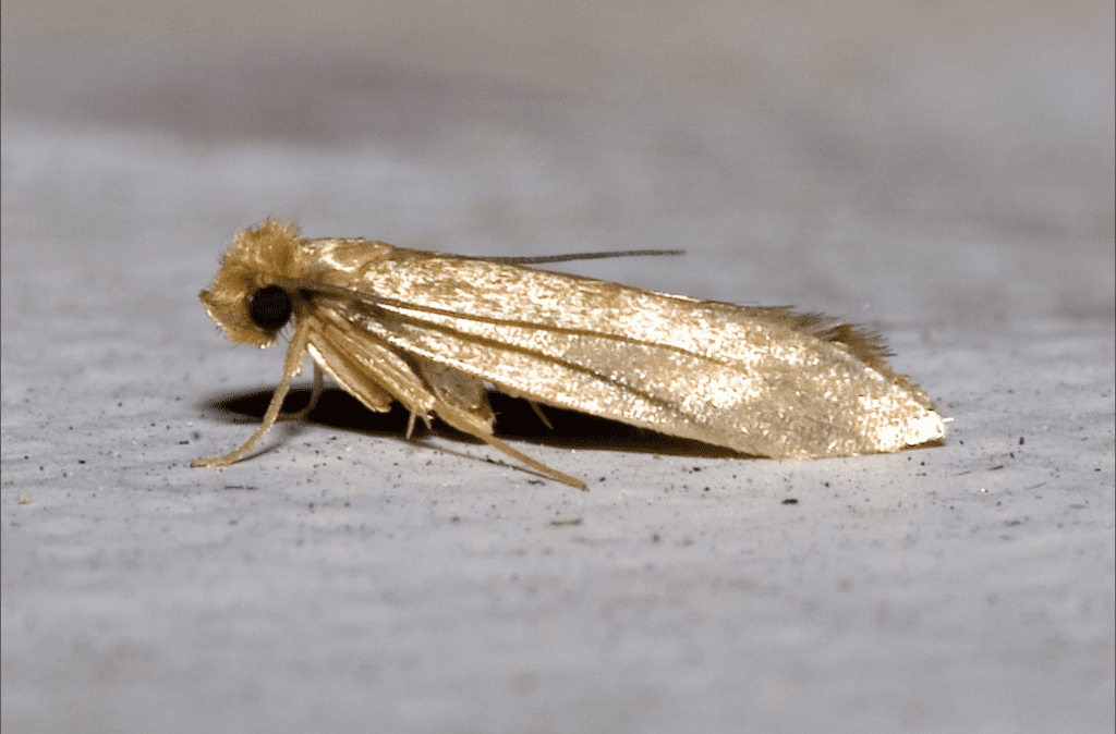 Clothes moth (Wikimedia Commons: Echte Kleidermotte)