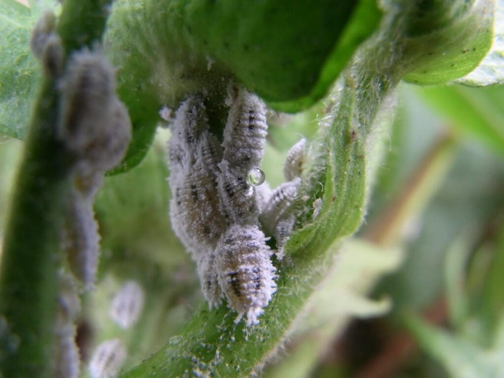 Solenopsis mealybug on cotton