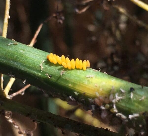 Spotted ladybird eggs