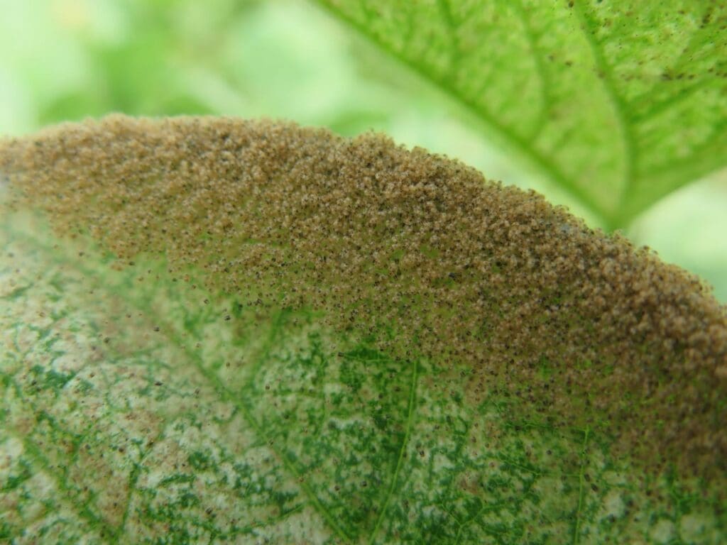 Two spotted spider mites on bean leaf. Note feeding damage. (Photo: Dan Papacek)