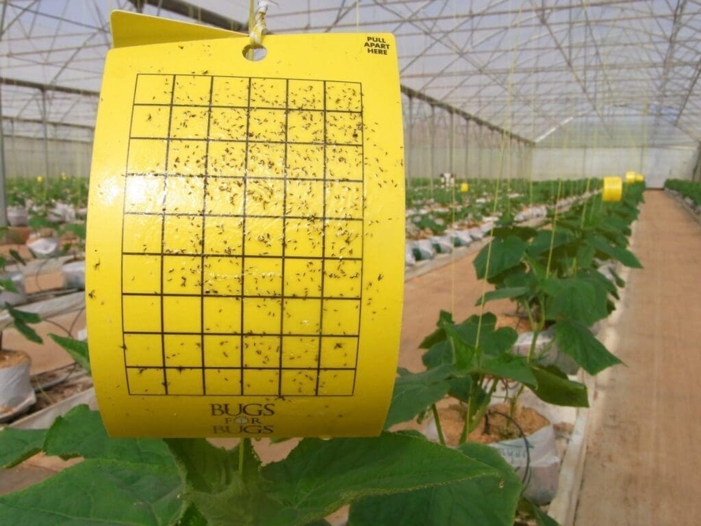 Western flower thrips on yellow sticky card in cucumber crop.(Photo: Dan Papacek)