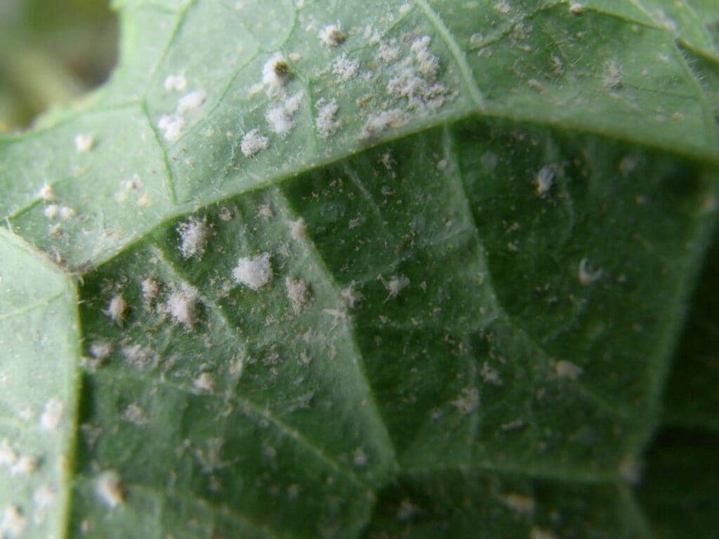 Whitefly infected with pathogenic fungus