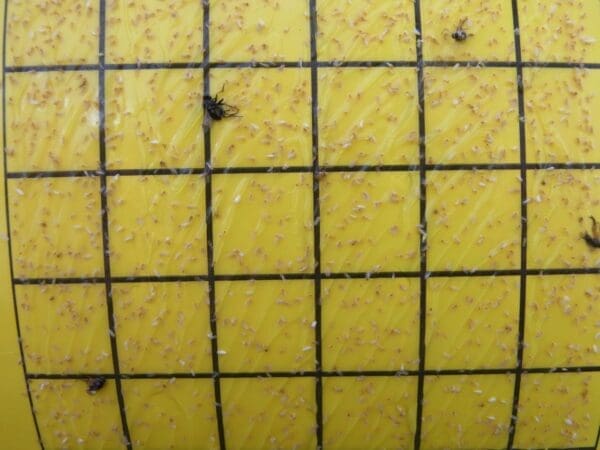 Whiteflies caught on yellow sticky trap (Photo: Dan Papacek)