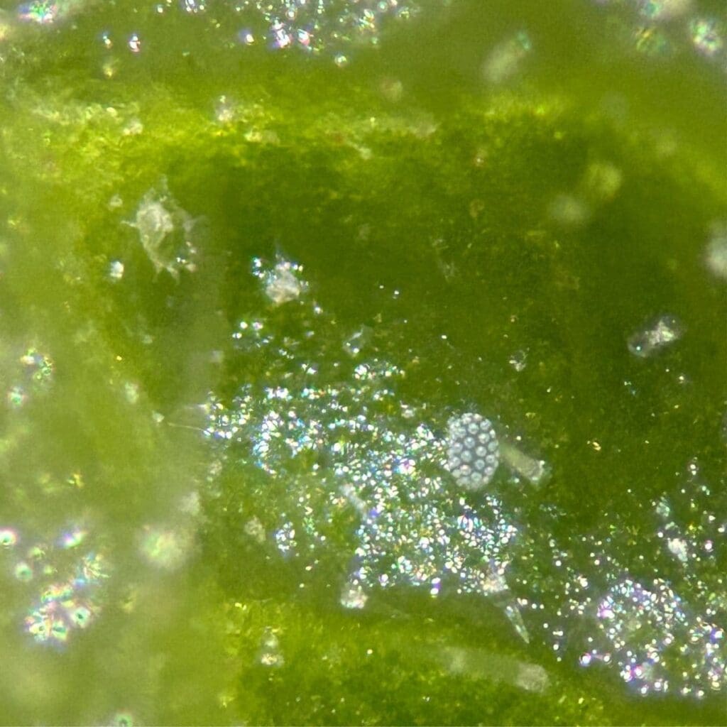 Broad mite egg