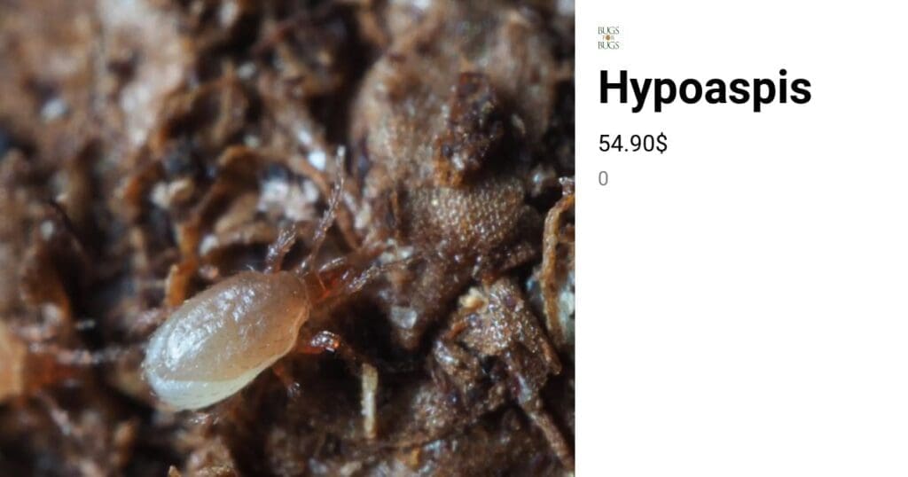 Hypoaspis predatory mite.