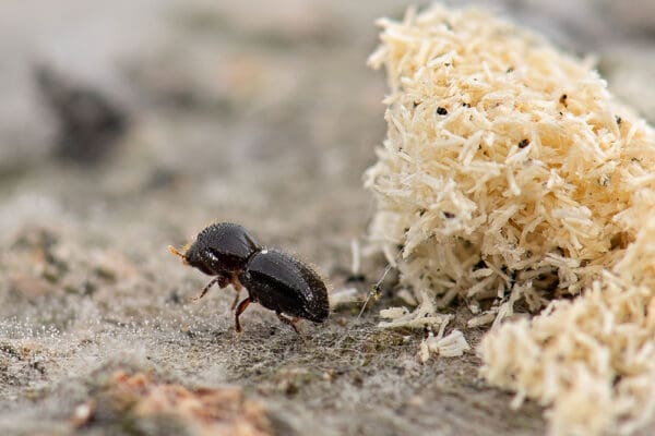 Polyphagus shot-hole borer pheromone