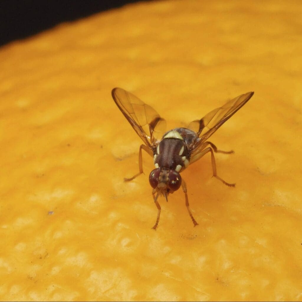 Fruit fly with brown-yellow markings and red eyes on an orange surface, showing translucent wings.