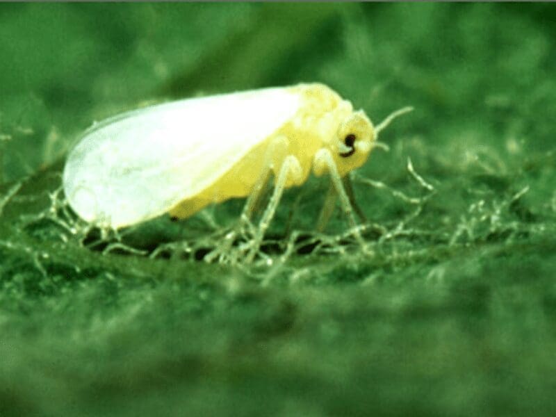 Adult whitefly