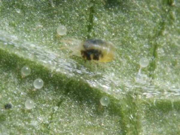 Californicus predatory mite feeding on two-spotted spider mite eggs. (Photo: Dan Papacek)