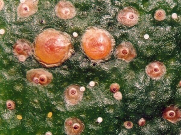 Red scale life stages on citrus (photo Dan Papacek)