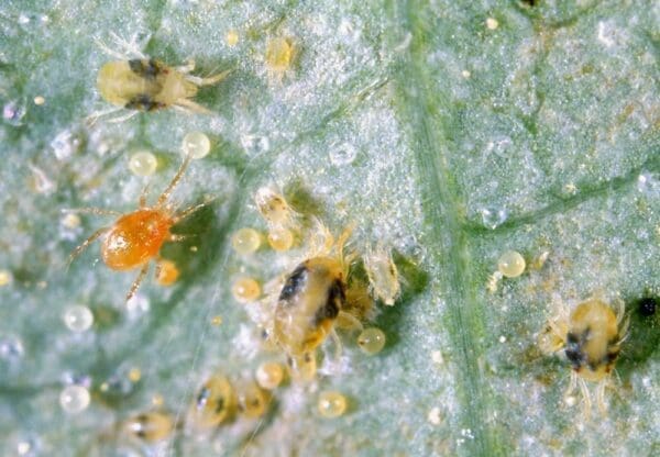 Persimilis (red mite) with two-spotted spider mites and their eggs