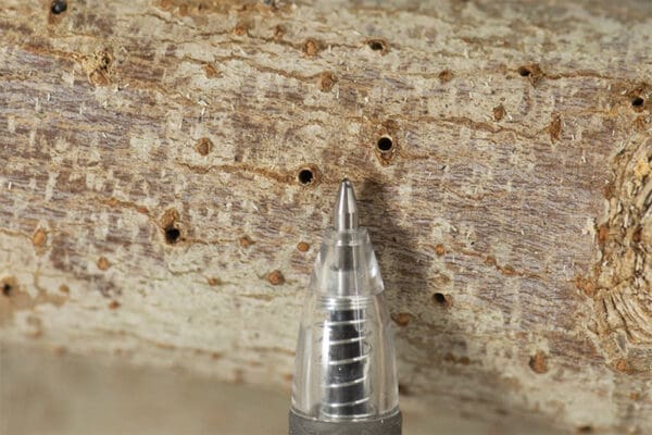 Polyphagus shot-hole borer pheromone - Image 2